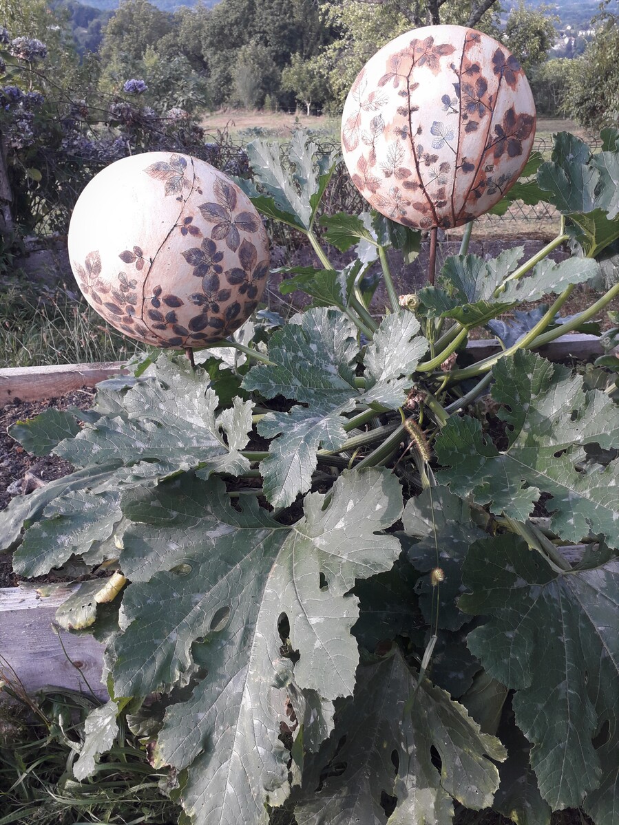 Boules ovales dans le jardin potager, grès de Bollène, 30cm